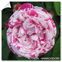 Roseira 'Variegata di Bologna'